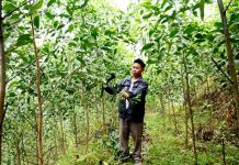 Muốn làm giàu, trồng rừng gỗ lớn