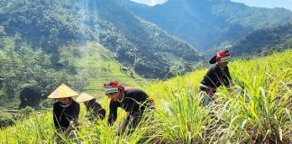 Những người làm giàu từ cây sả Java