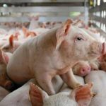 Nhu cầu tiêu dùng thực phẩm dịp Tết Nguyên đán tăng 10 – 15%, nguồn cung đảm bảo