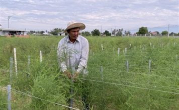 Ông Hùng Ky làm giàu, phủ xanh vùng đất “cát bay, cát nhảy” bằng mô hình trồng măng tây xanh