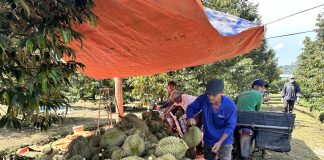 Phát triển kinh tế xanh phải gắn liền với chuyển đổi số