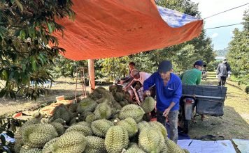 Phát triển kinh tế xanh phải gắn liền với chuyển đổi số