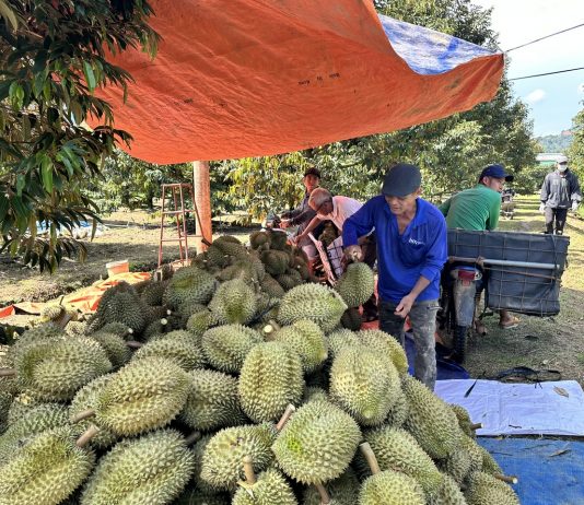 Phát triển kinh tế xanh phải gắn liền với chuyển đổi số