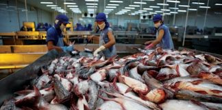 Công nhận hệ thống kiểm soát an toàn thực phẩm cá da trơn Việt Nam xuất khẩu sang Hoa Kỳ