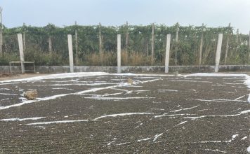 Hồ tiêu bị nhiễm chất sudan: Cảnh báo và giải pháp