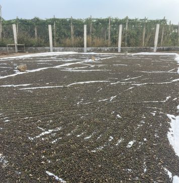 Hồ tiêu bị nhiễm chất sudan: Cảnh báo và giải pháp