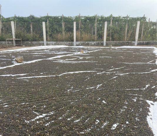 Hồ tiêu bị nhiễm chất sudan: Cảnh báo và giải pháp