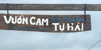 Lên Măng Đen trải nghiệm hái cam vàng, ngắm hoa anh đào