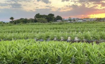 Người nước ngoài tại Nhật đầu tư nông nghiệp để đáp ứng nhu cầu tiêu dùng đa văn hóa