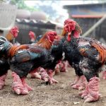 Đặc sản gà Đông Tảo hút khách dịp Tết