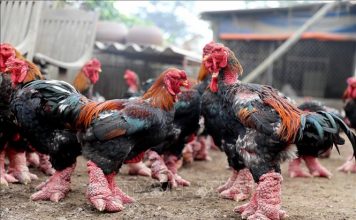 Đặc sản gà Đông Tảo hút khách dịp Tết