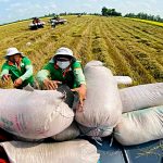 Xuất khẩu gạo đầu năm 2026 đối mặt thách thức