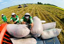 Xuất khẩu gạo đầu năm 2026 đối mặt thách thức