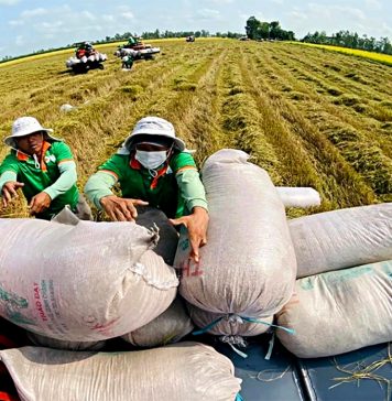 Xuất khẩu gạo đầu năm 2026 đối mặt thách thức