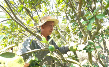 Lão nông người Bạc Liêu tại Gia Lai và bộ rễ nu bằng lăng độc lạ