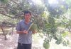 Nông dân Bến Tre làm giàu từ cây bưởi da xanh VietGAP