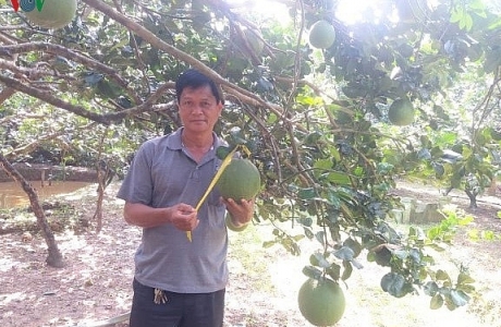 Nông dân Bến Tre làm giàu từ cây bưởi da xanh VietGAP