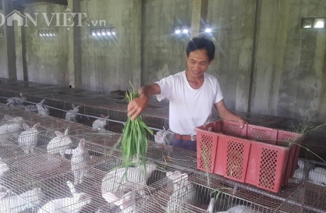 Làm giàu ở nông thôn: Nuôi thỏ bắt ăn kham khổ, bán đắt như tôm tươi