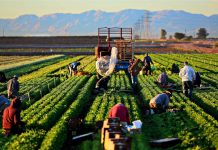 Nông nghiệp tiếp tục khẳng định vai trò là trụ cột của nền kinh tế