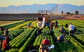 Nông nghiệp tiếp tục khẳng định vai trò là trụ cột của nền kinh tế