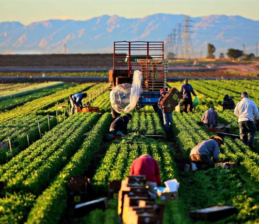 Nông nghiệp tiếp tục khẳng định vai trò là trụ cột của nền kinh tế