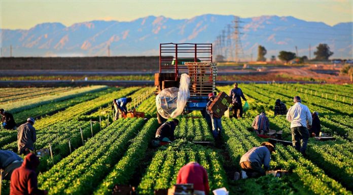 Nông nghiệp tiếp tục khẳng định vai trò là trụ cột của nền kinh tế