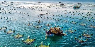 Chấm dứt sử dụng hóa chất độc hại trong nuôi trồng thủy sản