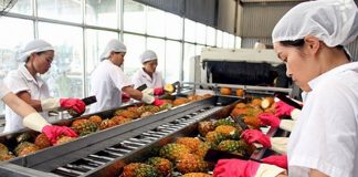 Phát triển sản xuất, chế biến nông sản gắn với an toàn thực phẩm