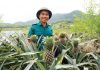 Làn sóng doanh nghiệp mới trong nông nghiệp đang dâng cao