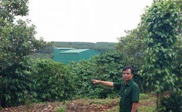 Từ cựu chiến binh đến “tỉ phú” nông nghiệp trên đất Ia Krêl