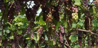 Tân Yên phát triển mô hình nho OCOP công nghệ cao – mở lối cho kinh tế nông nghiệp bền vững