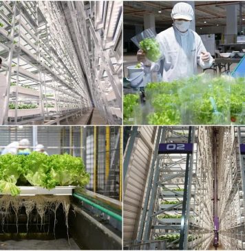 Trang trại thẳng đứng trong nhà cao nhất thế giới trị giá 80 triệu USD chính thức vận hành