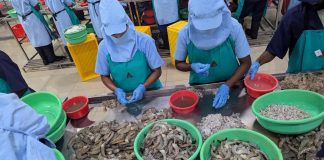 Nhà cung cấp tôm lớn nhất của Mỹ là Ấn Độ lao đao vì thuế, buộc phải tìm thị trường mới