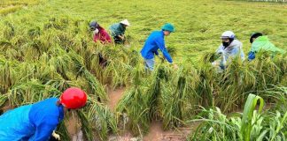 Đề xuất nâng hỗ trợ phí bảo hiểm nông nghiệp lên tới 95% cho hộ nghèo