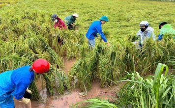 Đề xuất nâng hỗ trợ phí bảo hiểm nông nghiệp lên tới 95% cho hộ nghèo