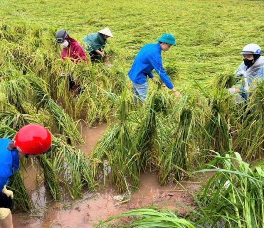 Đề xuất nâng hỗ trợ phí bảo hiểm nông nghiệp lên tới 95% cho hộ nghèo