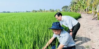 Đề án 1 triệu hecta lúa: Đi đúng hướng, kết quả tích cực