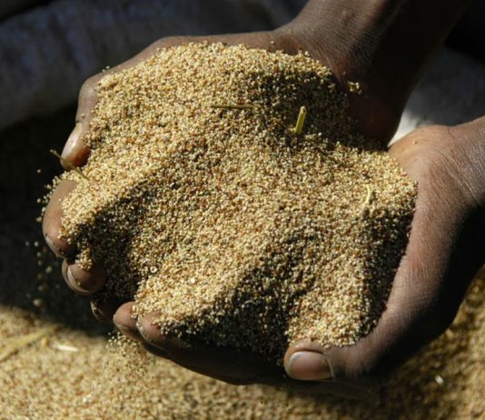 AI và các tập đoàn công nghệ đang “can thiệp” vào hệ thống lương thực toàn cầu