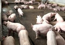 Vốn đầu tư vào nông nghiệp tại Gia Lai tiếp tục chiếm tỷ trọng lớn