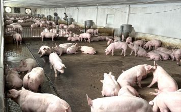 Vốn đầu tư vào nông nghiệp tại Gia Lai tiếp tục chiếm tỷ trọng lớn