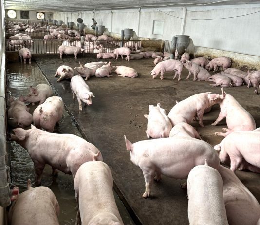 Vốn đầu tư vào nông nghiệp tại Gia Lai tiếp tục chiếm tỷ trọng lớn