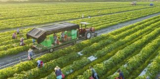 Từ cánh đồng đến tương lai: Trí tuệ nhân tạo có thể thay đổi ngành nông nghiệp ra sao