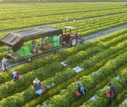 Từ cánh đồng đến tương lai: Trí tuệ nhân tạo có thể thay đổi ngành nông nghiệp ra sao