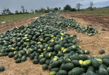 Gia Lai đề nghị hỗ trợ tiêu thụ hơn 2.400 ha dưa hấu đang vào vụ thu hoạch