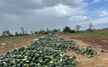 Gia Lai đề nghị hỗ trợ tiêu thụ hơn 2.400 ha dưa hấu đang vào vụ thu hoạch