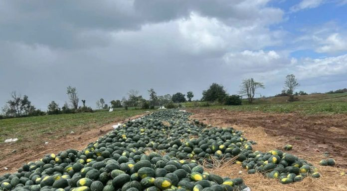 Gia Lai đề nghị hỗ trợ tiêu thụ hơn 2.400 ha dưa hấu đang vào vụ thu hoạch