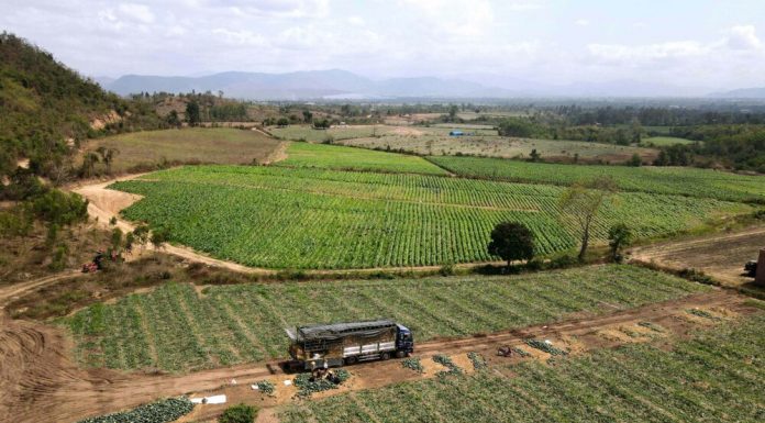 Nông dân trồng dưa hấu tại Gia Lai lỗ nặng