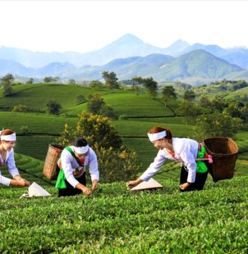 Phát triển sản phẩm OCOP gắn với du lịch – hướng đi gia tăng giá trị và thương hiệu địa phương