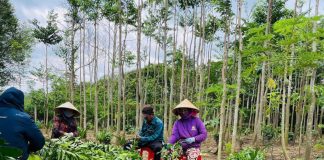 Trà Trầm Hương Tiên Việt: Giải pháp tự nhiên cho giấc ngủ ngon và sức khỏe