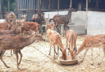 Nông dân Gia Lai làm giàu từ nhung hươu, nai sau thất bại cay đắng